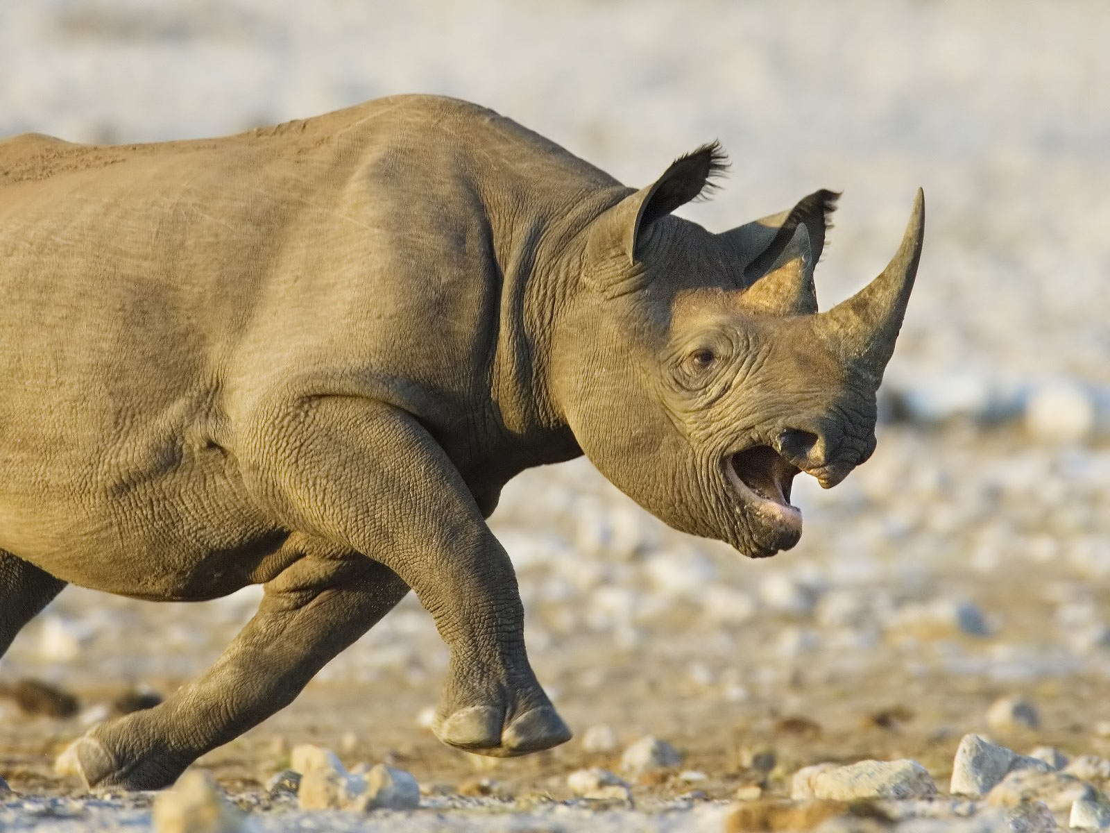 Animal-Picture-Rhino-Running-Wild-And-Mad-HD-Wallpaper
